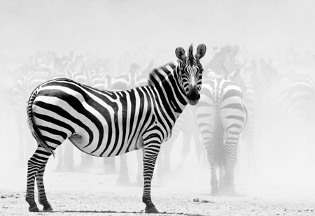 zebre-coaching haut potentiel coaching